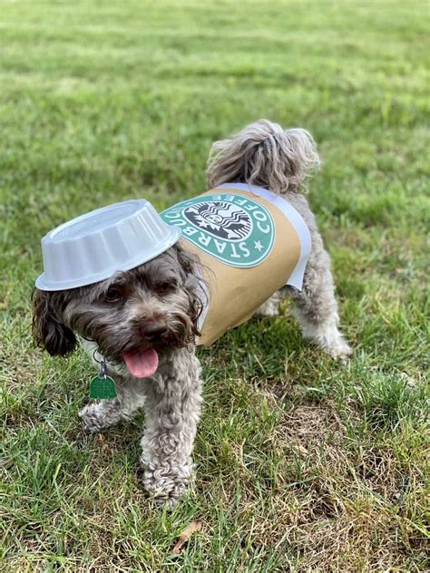 Unleash the Canine Cuteness: A Paw-some Guide to Dog Costume Ideas