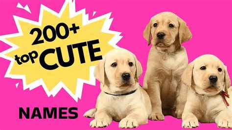 Unleash the Cuteness Overload: A Comprehensive Guide to Naming Your Precious Girl Puppy