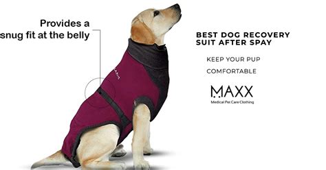 Unleash the Healing Power of Nature: Introducing Dog Recovery Suits