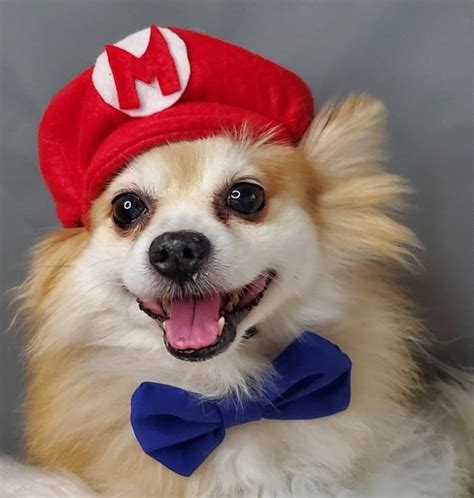 Unleash the Joy: Inspiring Tails of Dogs in Mario Costumes