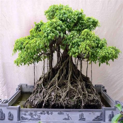 Unleash the Majesty of Nature: Captivate Your Home with a Banyan Bonsai