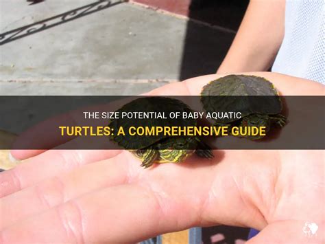 Unleash the Potential of turtles zyn: A Comprehensive Guide