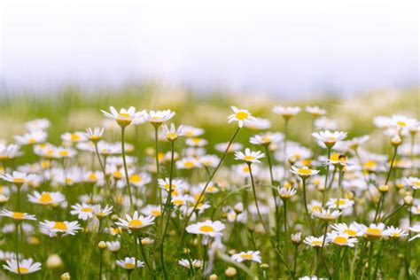 Unleash the Power of Chamomile in Mandarin: A Path to Serenity and Well-being