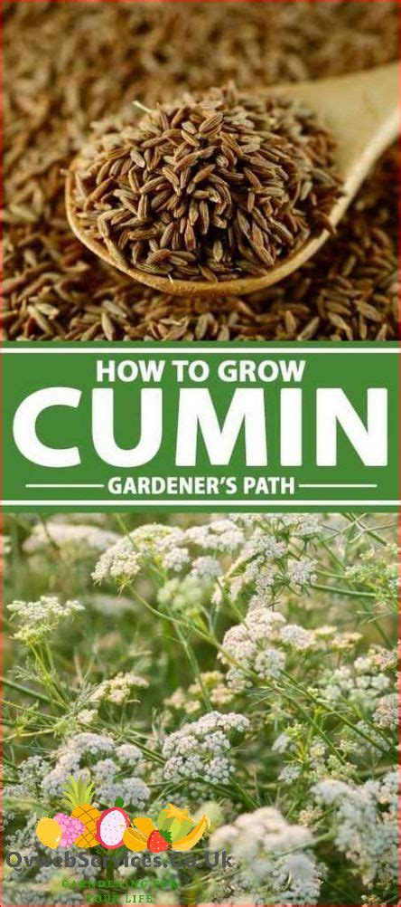 Unleash the Power of Cumin: A Comprehensive Guide to Enhance Your Health and Well-being