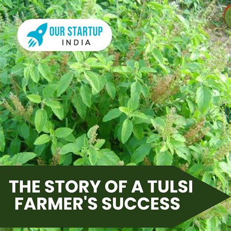 Unleash the Power of Tulsi Farming: A Lucrative Journey into the World of the Sacred Herb