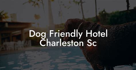 Unleash the Tails: A Guide to Dog-Friendly Hotels in Charleston, SC