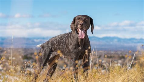 Unleash the Versatile Charm of Dog Pointer Mixes: A Comprehensive Guide