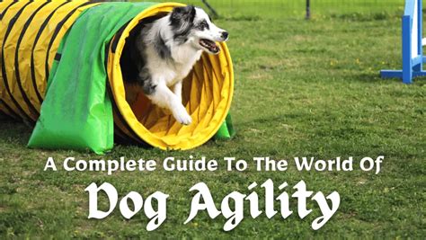 Unleashing Canine Agility: A Comprehensive Guide to Thrilling Obstacle Courses