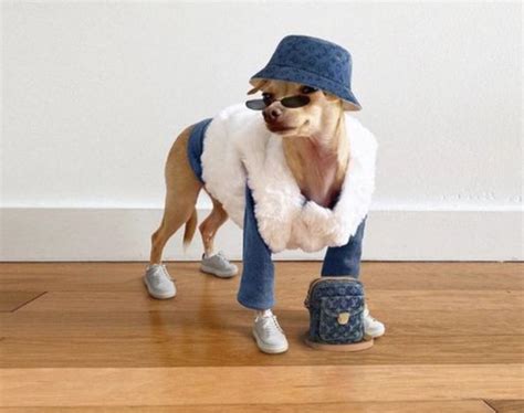 Unleashing the Canine Comedy: A Comprehensive Guide to Hilarious Dog Costumes