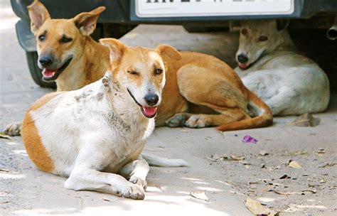 Unleashing the Compassion: Safeguarding the Lives of Our Street Dogs