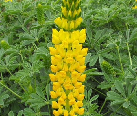 Unleashing the Golden Symphony: Embracing the Radiance of Lupin Yellow