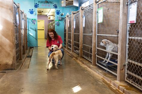 Unleashing the Joy: The Ultimate Guide to Animal Adoption in Abilene, TX