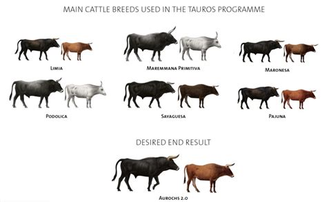 Unleashing the Might of Tauros Cattle: A Comprehensive Guide for Cattle Farmers