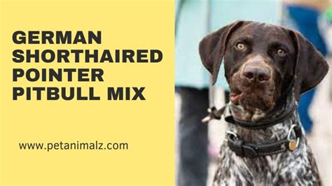 Unleashing the Pitbull German Pointer Mix: Your Guide to the Lively, Loyal Hybrid