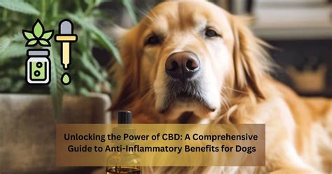 Unleashing the Power of CBD for Dogs: A Comprehensive Guide to Enhanced Pet Well-being