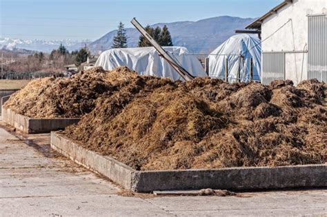 Unleashing the Power of Cow Dung: A Sustainable Solution