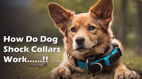 Unleashing the Power of Dog Shock Collars: A Comprehensive Guide to the Best Rated Options