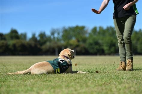 Unleashing the Power of Dog Training with Kate Fleur: A Comprehensive Exploration