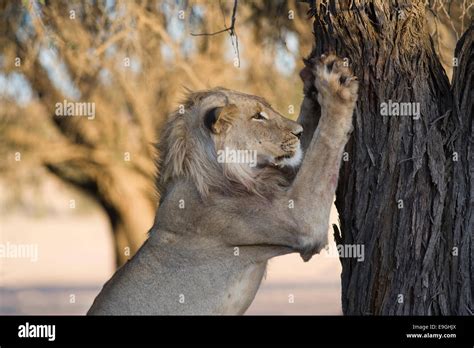 Unleashing the Power of Lions Claw