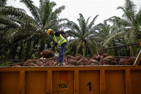 Unleashing the Power of MPOB: Boost Your Palm Oil Business in Malaysia