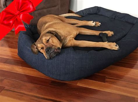 Unleashing the Realm of Canine Comfort: A Guide to Mammoth Dog Beds