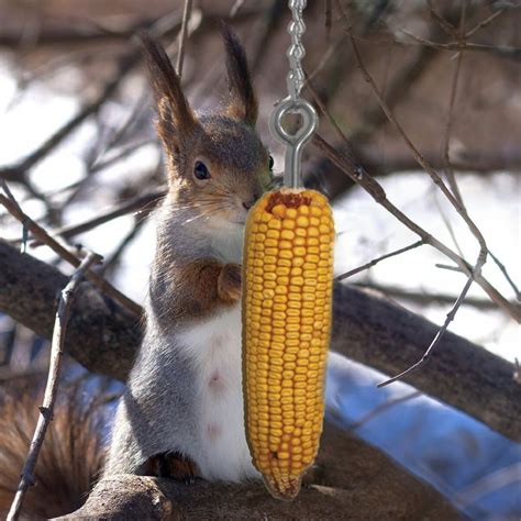 Unleashing the Secrets of Squirrel Corn Cob: A Comprehensive Guide