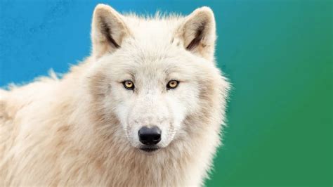 Unleashing the Spirit of the White Wolf: A Comprehensive Guide to White Werewolf Costumes