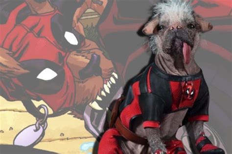 Unleashing the Superhero Within: The Ultimate Guide to Crafting a Dogpool Costume