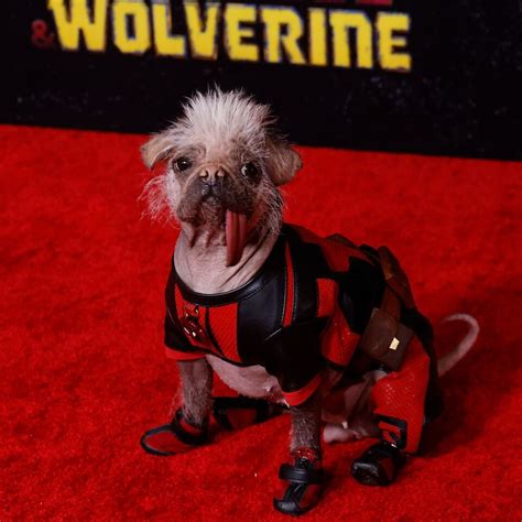 Unleashing the Unbreakable Spirit: The Inspiring Journey of Perrito de Deadpool