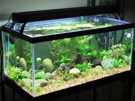 Unleashing the Versatility: A Comprehensive Guide to the 40-Gallon Aquarium