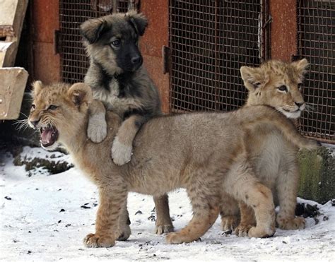 Unlikely Buddies: Lion and Dog - Canines and Kings Can Be the Best of Friends?