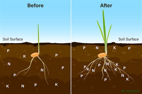 Unlock Plant Potential with 3 Easy Steps: Plant Starter Fertilizer Guide