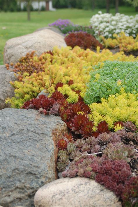 Unlock Your Dream Landscape with the Unforgettable Sedum Chinese