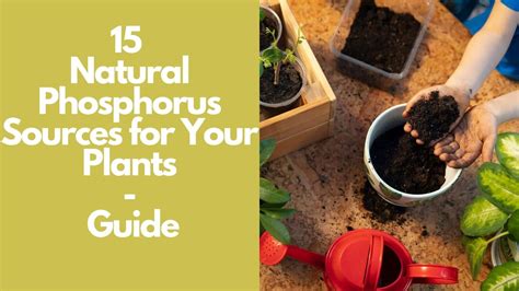 Unlock Your Plants' Growth Potential with a Phosphorus and Potassium Power Boost