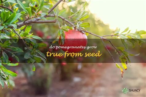 Unlock Your Pomegranate Grove's True Potential with 11 Fertilizer Strategies