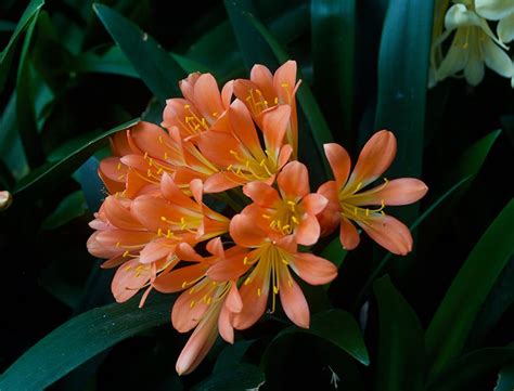 Unlock the Beauty of 君子兰 (Jūnzi Lán): Your Guide to the Elegant Clivia