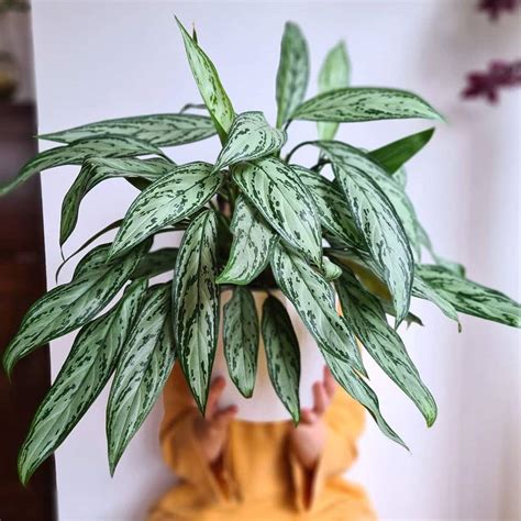 Unlock the Elegance of 君子兰 (Junzi Lan): Your Guide to the Exquisite Chinese Evergreen