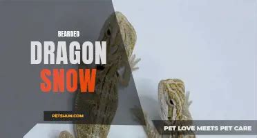 Unlock the Enchanting World of Bearded Dragon Costumes: A Comprehensive Guide for Pet Enthusiasts