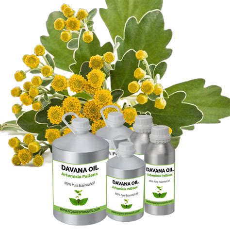 Unlock the Enchanting World of the Davana Plant: A Natural Elixir with Endless Benefits