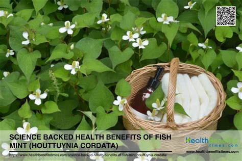 Unlock the Health Benefits of Fish Mint (Houttuynia cordata): A Comprehensive Guide