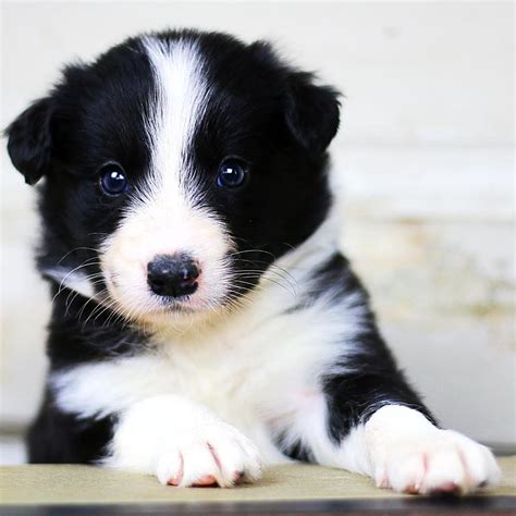 Unlock the Joy of Border Collie Ownership: Find Puppies for Sale Near You