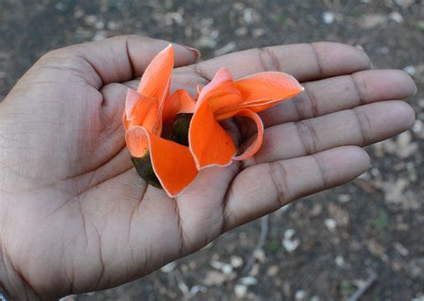 Unlock the Magic of the Palash Flower: A Celebration of Tradition, Beauty, and Ayurveda