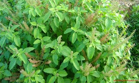 Unlock the Potential of Tulsi Farming: A Lucrative and Fulfilling Journey