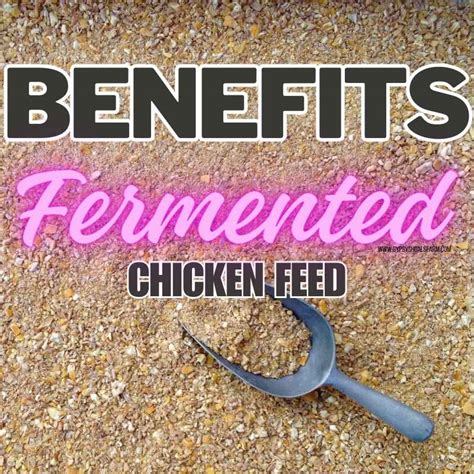 Unlock the Power of Fermented Chicken Manure