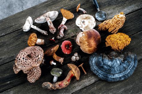 Unlock the Power of Mushroom Char: A Superfood for Your Health and Cooking