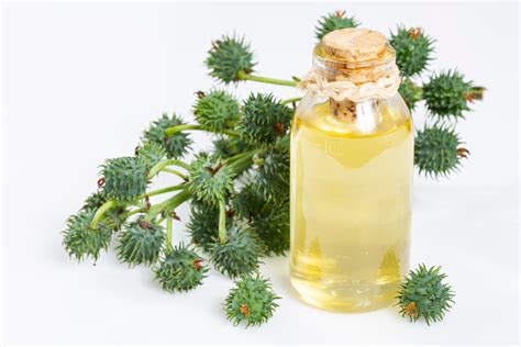 Unlock the Power of Plants: Unveiling the Wonders of Edible Castor Oil