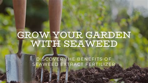 Unlock the Power of Seaweed Fertilizer