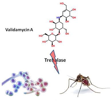 Unlock the Power of Validamycin: A Breakthrough in Pest Management