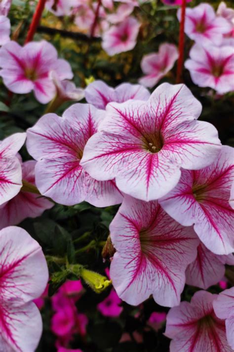 Unlock the Secret to Blooming Beauties: Fertilizing Petunias