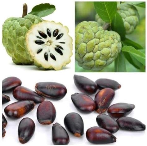 Unlock the Secrets of Annona: The Tropical Powerhouse Taking Your Garden By Storm